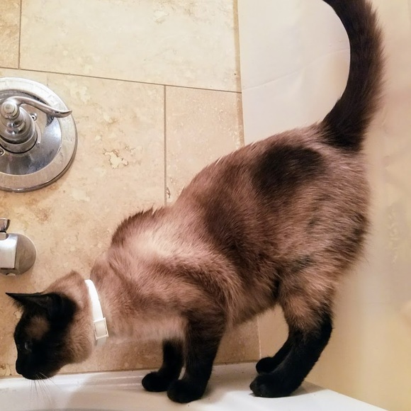 Meet your Posher, Halla - Picture 1 of 1